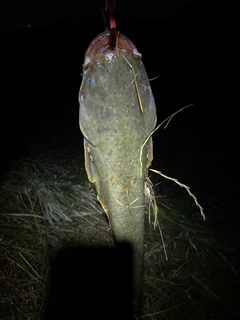 マナマズの釣果