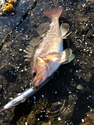 エゾメバルの釣果