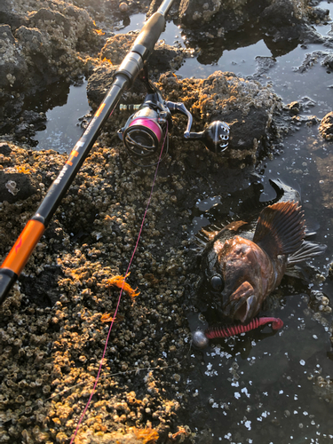 オウゴンムラソイの釣果