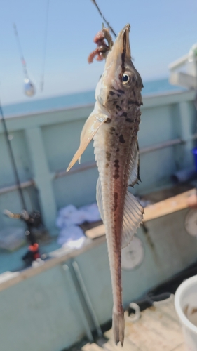 カレイの釣果