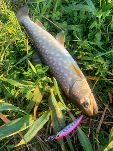 アメマスの釣果