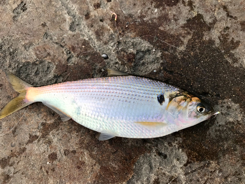 コノシロの釣果