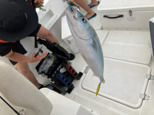 ワカシの釣果