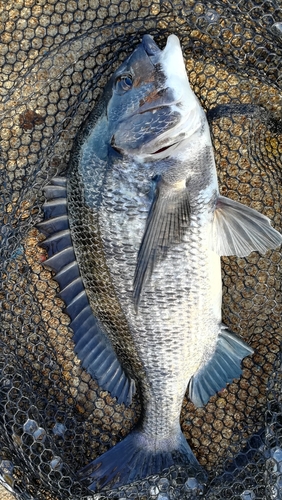 チヌの釣果