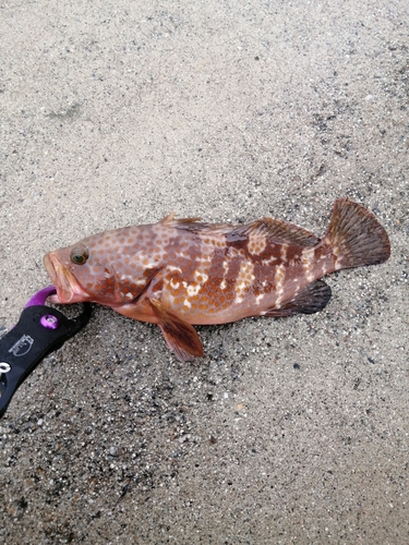 キジハタの釣果