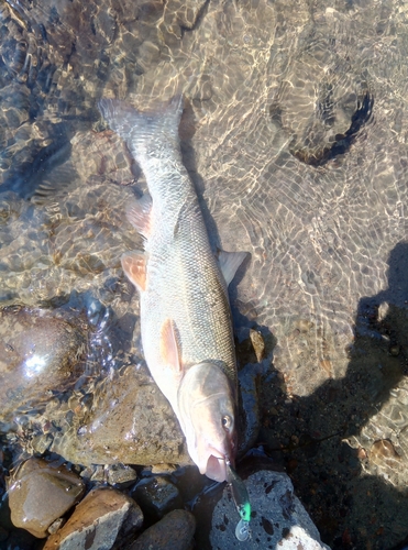 ウグイの釣果