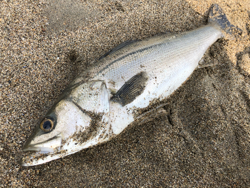 スズキの釣果