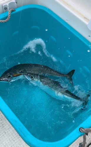 サバの釣果