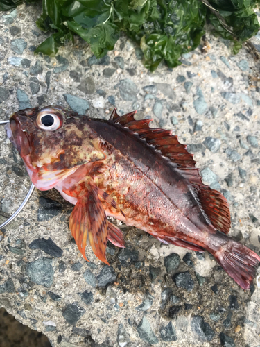 カサゴの釣果