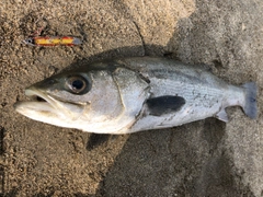 スズキの釣果