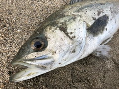 スズキの釣果