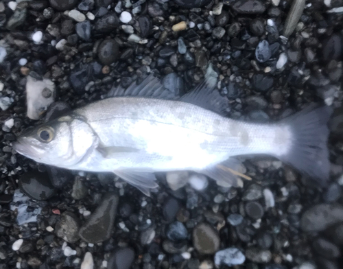 セイゴ（ヒラスズキ）の釣果