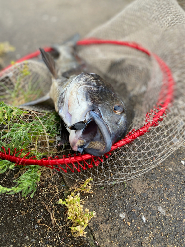 チヌの釣果