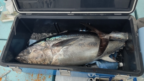 クロマグロの釣果