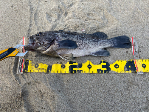 クロソイの釣果