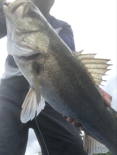 セイゴ（タイリクスズキ）の釣果