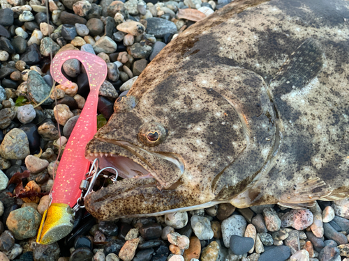 ヒラメの釣果