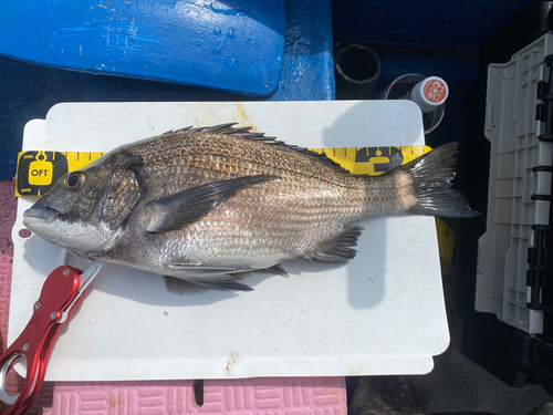 クロダイの釣果