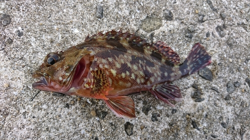 アラカブの釣果