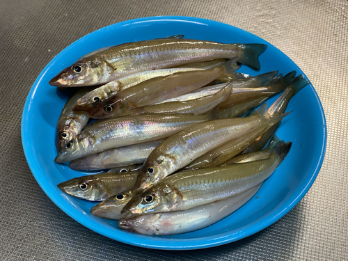 キスの釣果