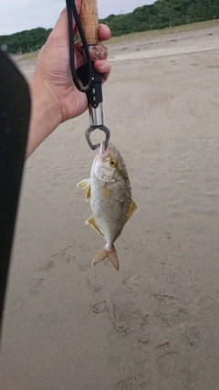 カンパチの釣果