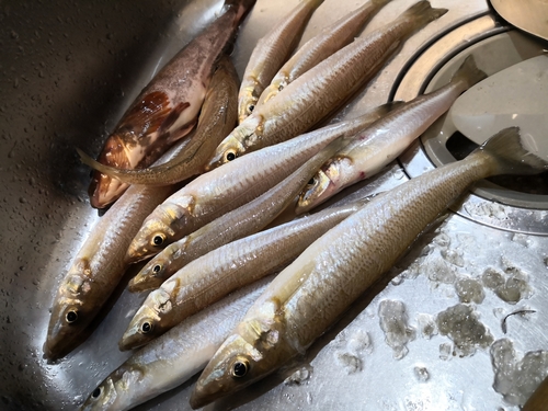 シロギスの釣果