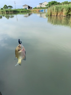ブルーギルの釣果