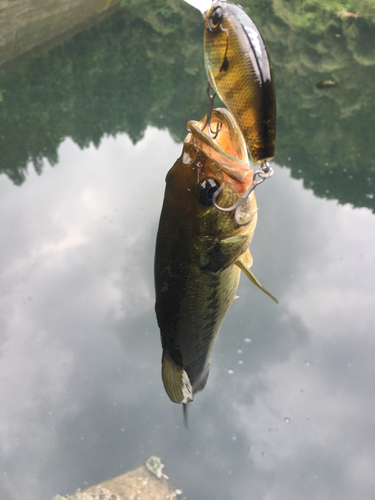 ラージマウスバスの釣果