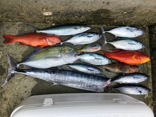 カスミアジの釣果