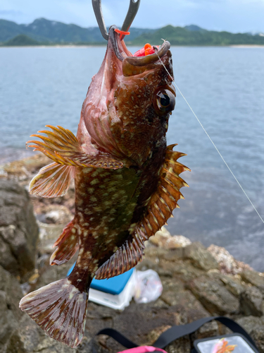 カサゴの釣果