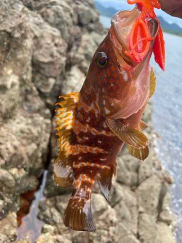 キジハタの釣果