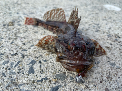 ニジカジカの釣果