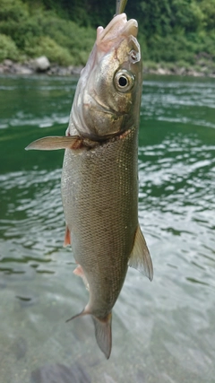 ウグイの釣果