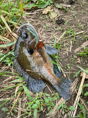 ブルーギルの釣果