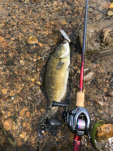 スモールマウスバスの釣果