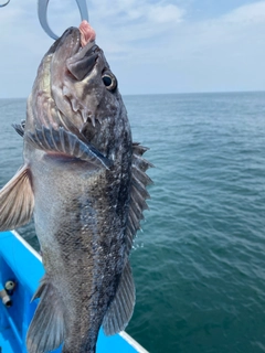 クロソイの釣果