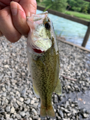 ラージマウスバスの釣果