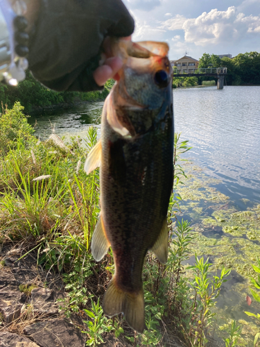 ラージマウスバスの釣果