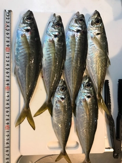 アジの釣果