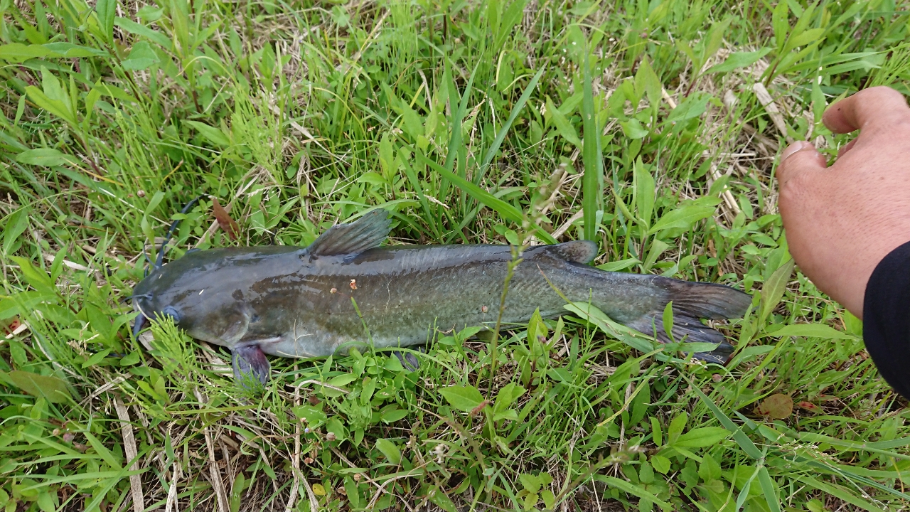 アメリカナマズ