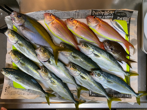 イトヨリダイの釣果