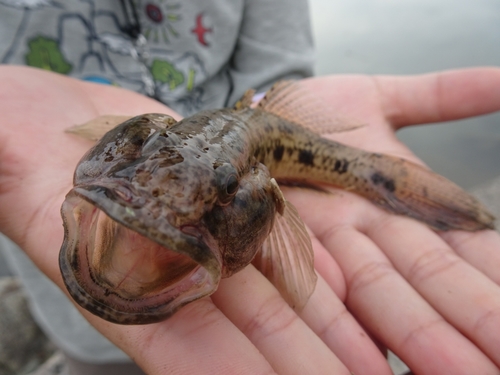 ハゼの釣果