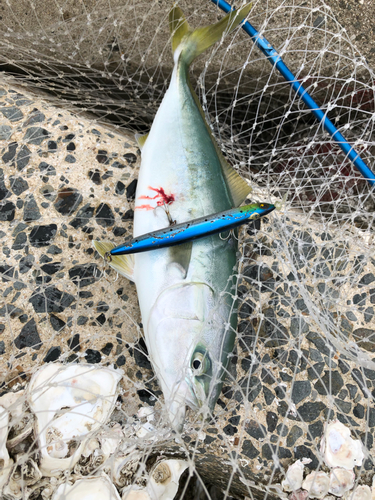 イナダの釣果