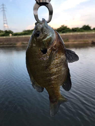 ブルーギルの釣果