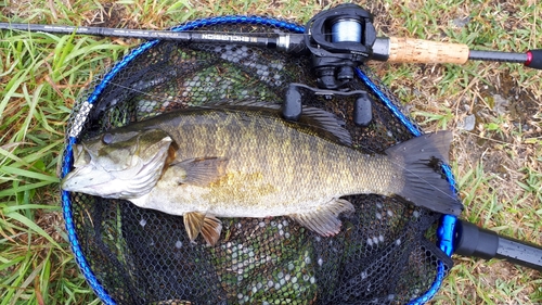 スモールマウスバスの釣果