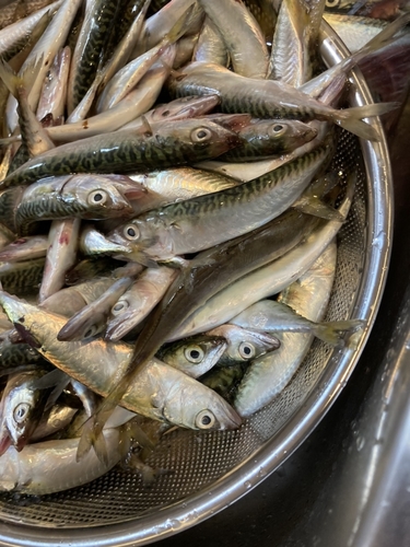 サバの釣果