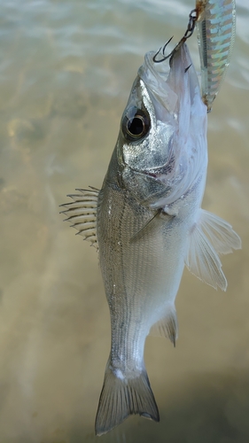 セイゴ（マルスズキ）の釣果