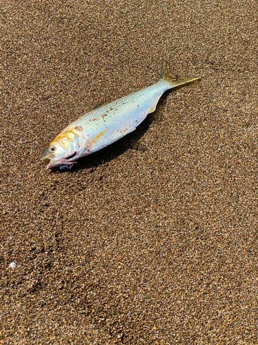 コノシロの釣果