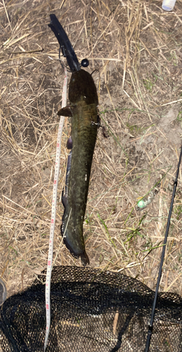 ナマズの釣果