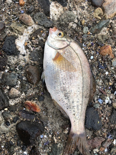 ウミタナゴの釣果